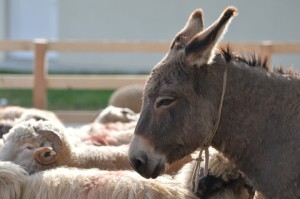 http://www.dreamstime.com/royalty-free-stock-photography-donkey-profile-farmland-some-sheep-around-him-image35076227